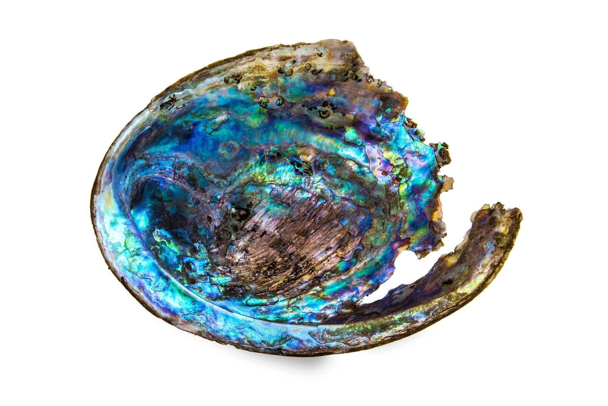 Paua Shell Fine art canvas prints - Rolled - Howick frames and gallery