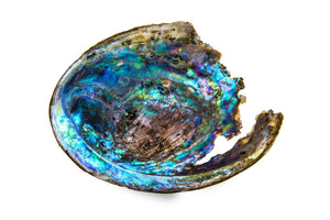 Paua Shell Fine art canvas prints - Rolled - Howick frames and gallery