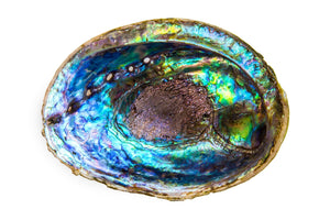 Paua Shell Fine art canvas prints - Rolled - Howick frames and gallery