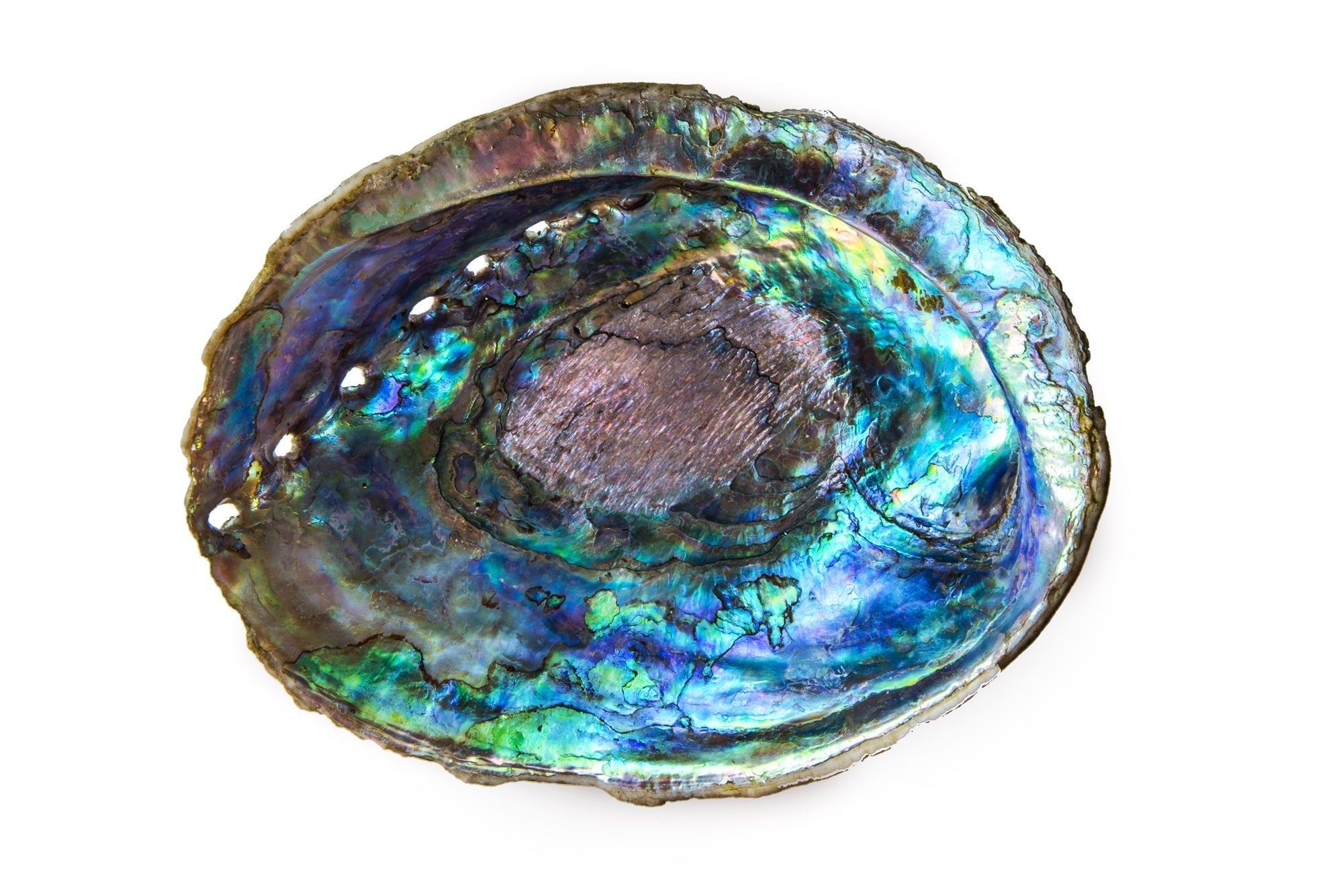 Paua Shell Fine art canvas prints - Rolled - Howick frames and gallery