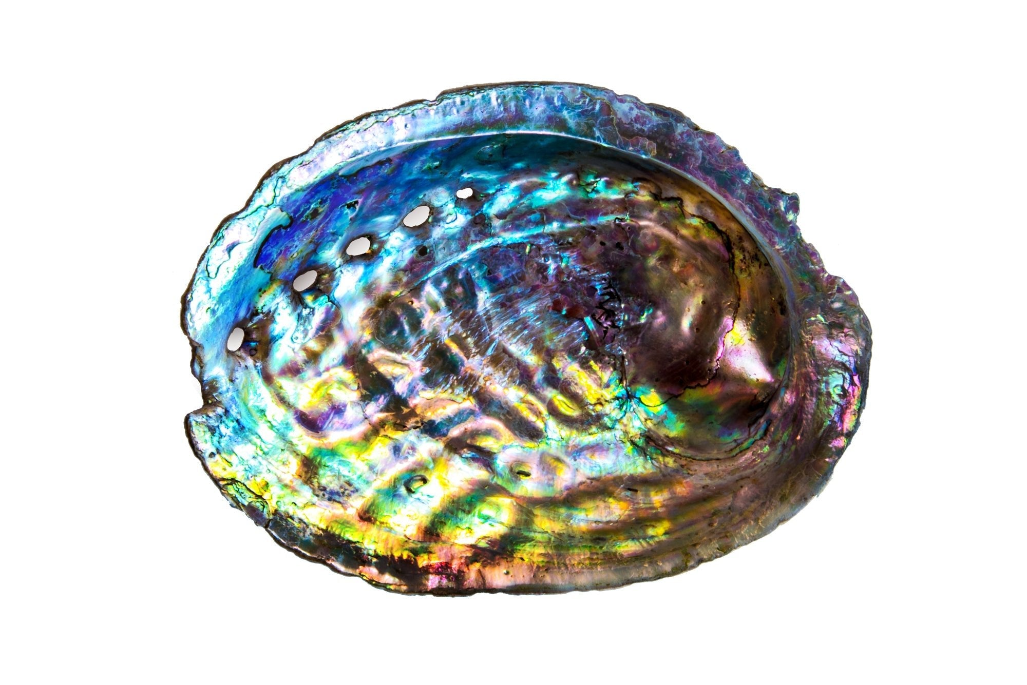 Paua Shell Fine art canvas prints - Rolled - Howick frames and gallery