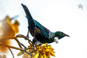 TUI birds Fine art canvas prints - Rolled - Howick frames and gallery