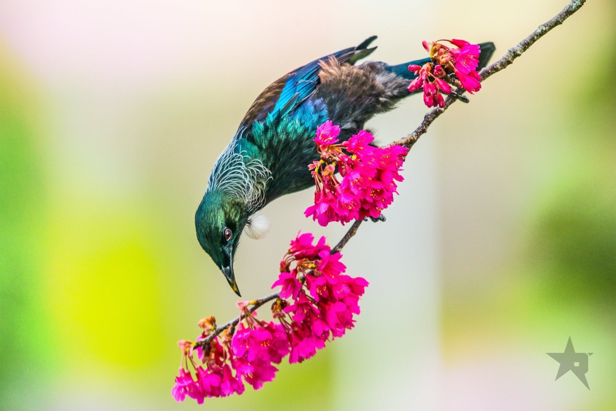 TUI birds Fine art canvas prints - Rolled - Howick frames and gallery