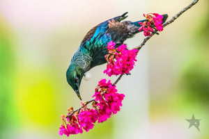 TUI birds Fine art canvas prints - Rolled - Howick frames and gallery