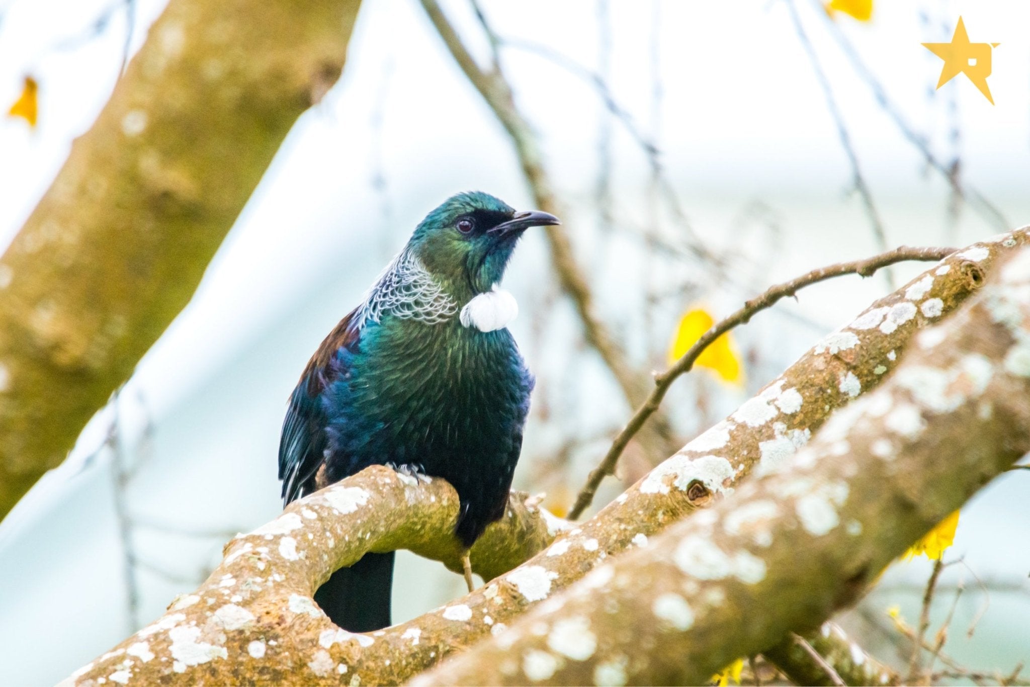 TUI birds Fine art canvas prints - Rolled - Howick frames and gallery