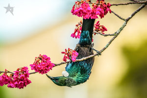 TUI birds Fine art canvas prints - Rolled - Howick frames and gallery