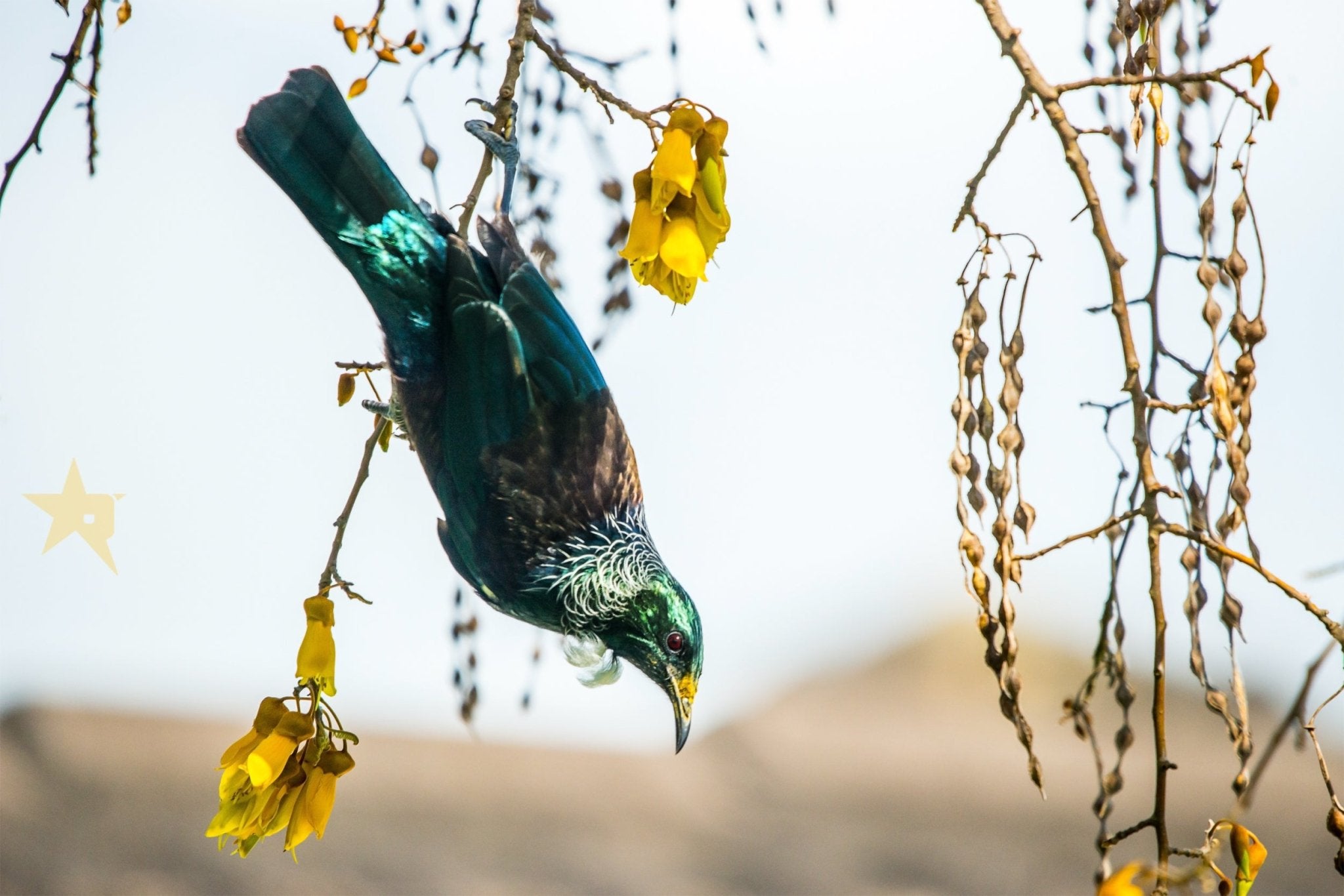 TUI birds Fine art canvas prints - Rolled - Howick frames and gallery