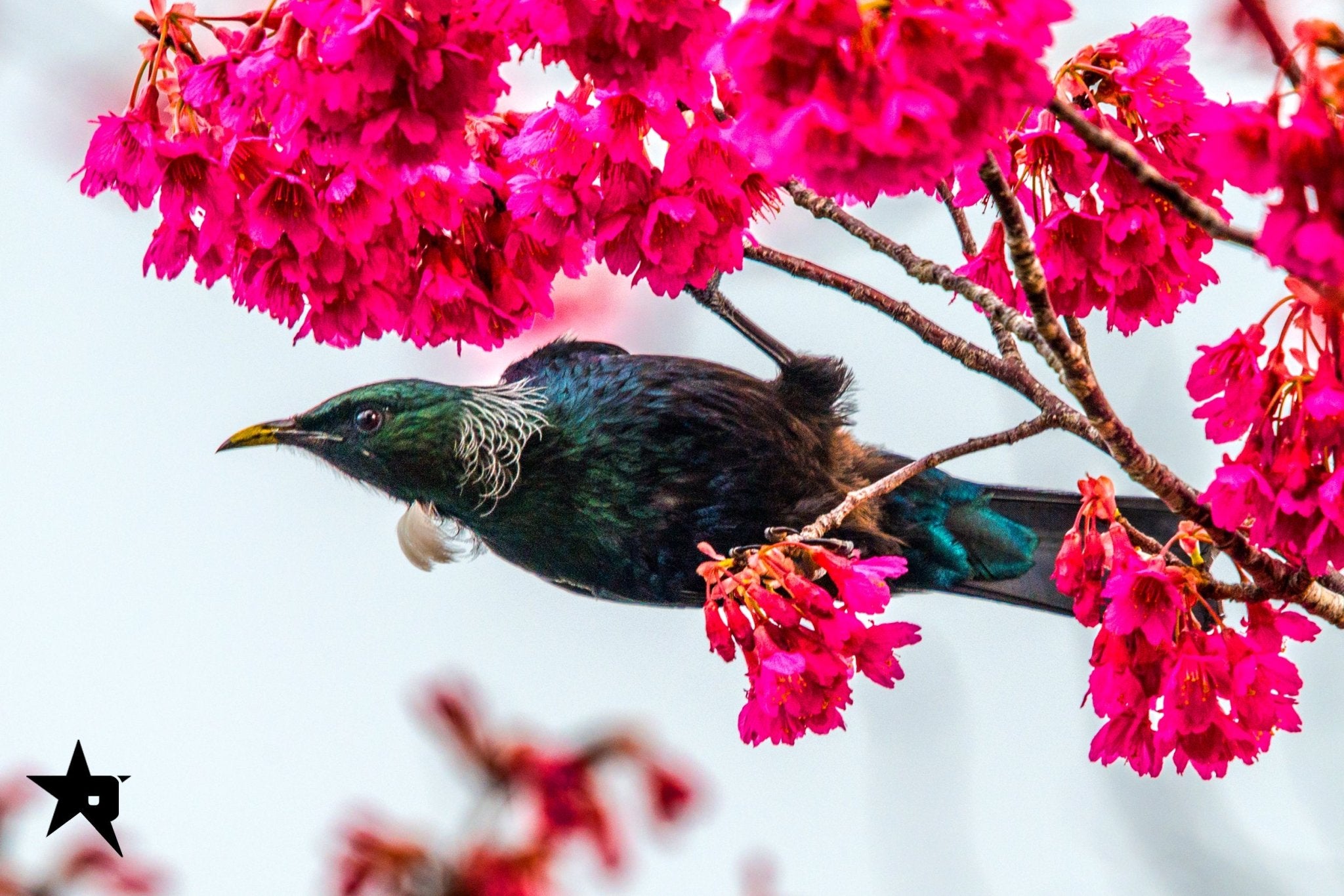 TUI birds Fine art canvas prints - Rolled - Howick frames and gallery