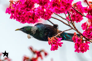 TUI birds Fine art canvas prints - Rolled - Howick frames and gallery