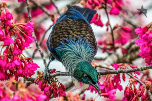 TUI birds Fine art canvas prints - Rolled - Howick frames and gallery