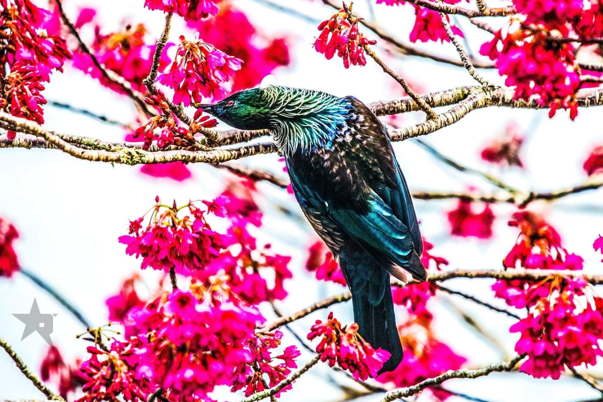 TUI birds Fine art canvas prints - Rolled - Howick frames and gallery