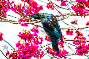 TUI birds Fine art canvas prints - Rolled - Howick frames and gallery
