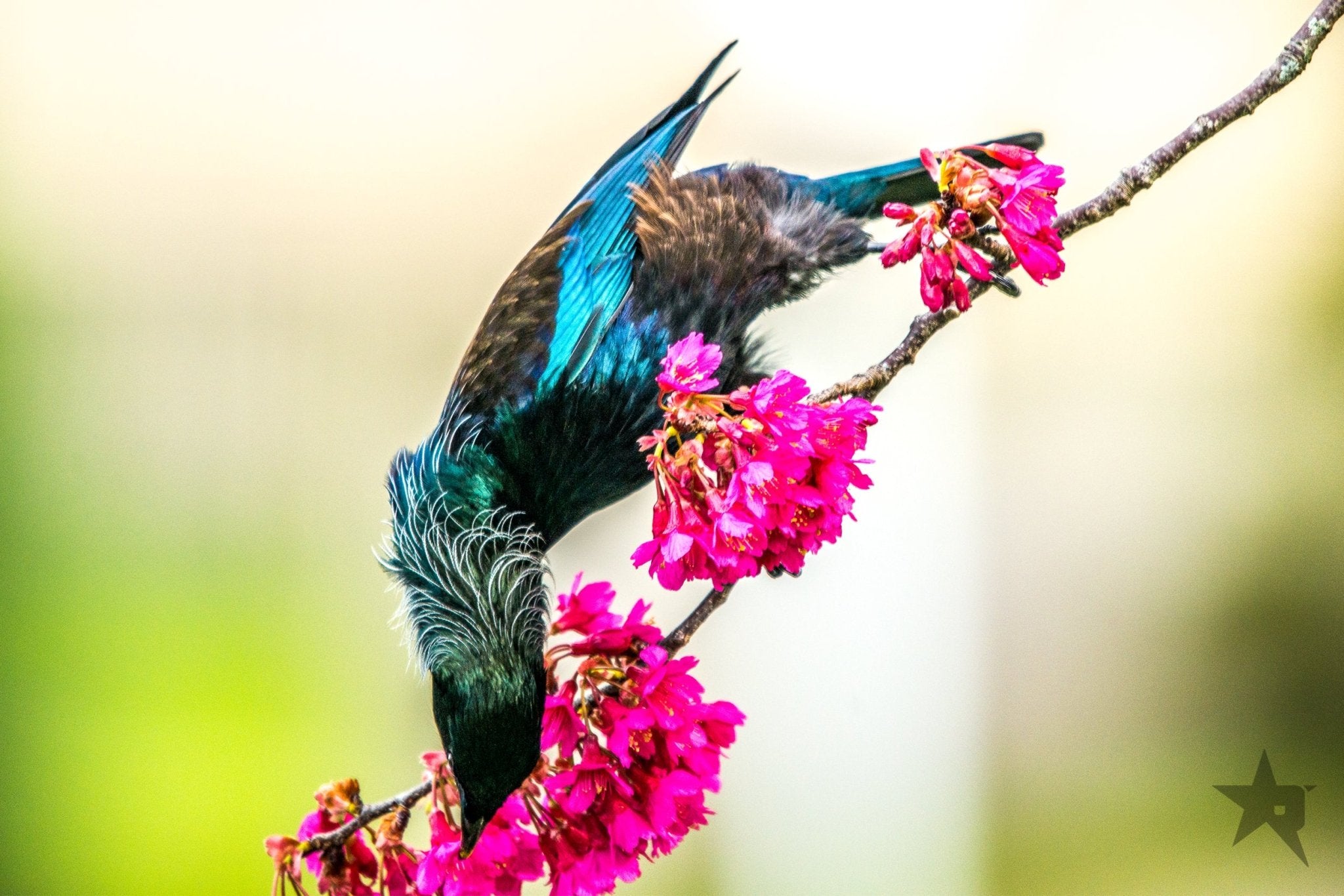 TUI birds Fine art canvas prints - Rolled - Howick frames and gallery