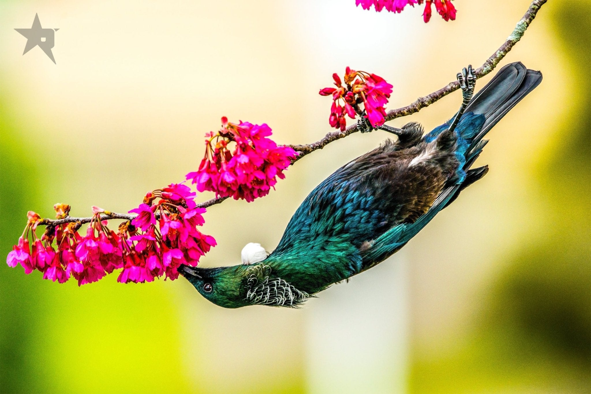 TUI birds Fine art canvas prints - Rolled - Howick frames and gallery